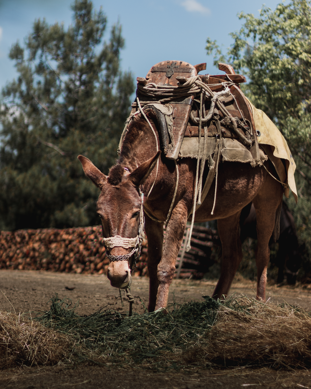 a brown horse with a saddle on it's back