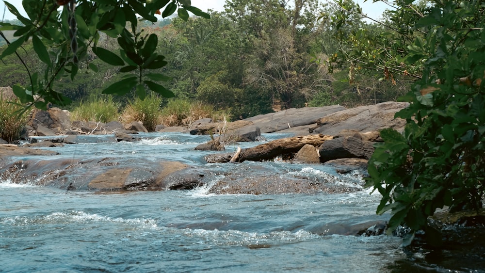 a river running through a lush green forest