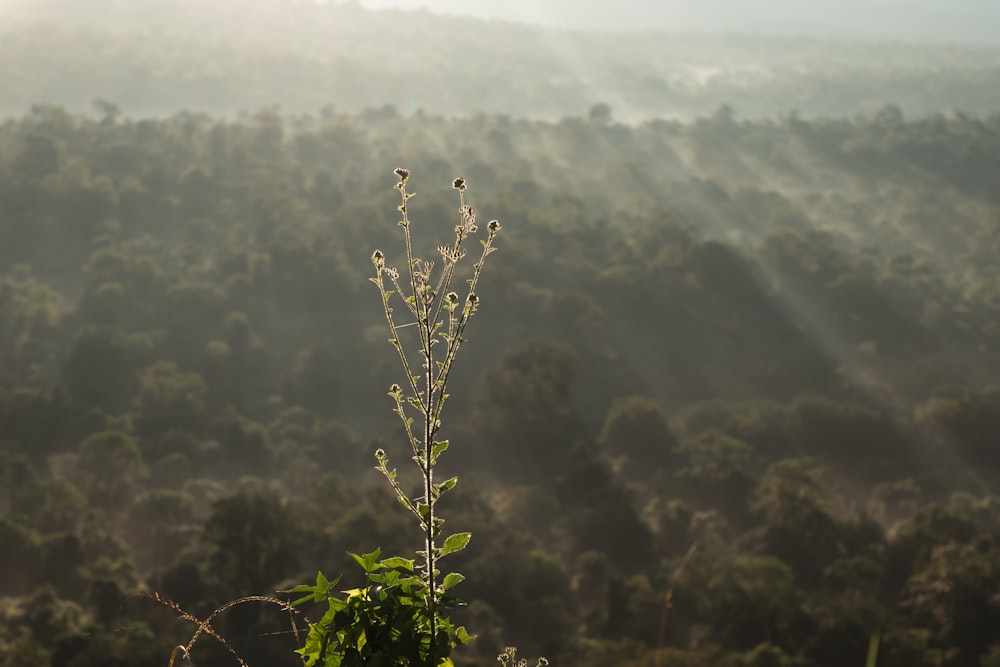 a plant in the foreground with a forest in the background