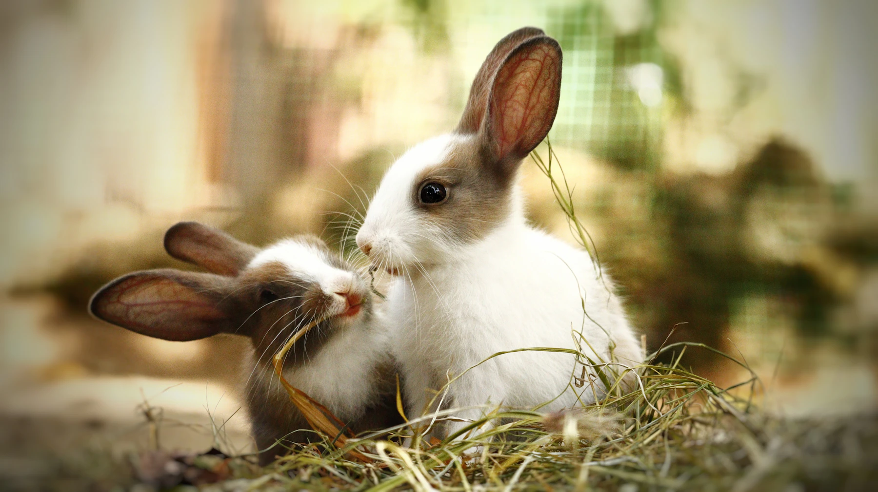 Two young brown-and-white rabbits sitting side by side on a pile of hay