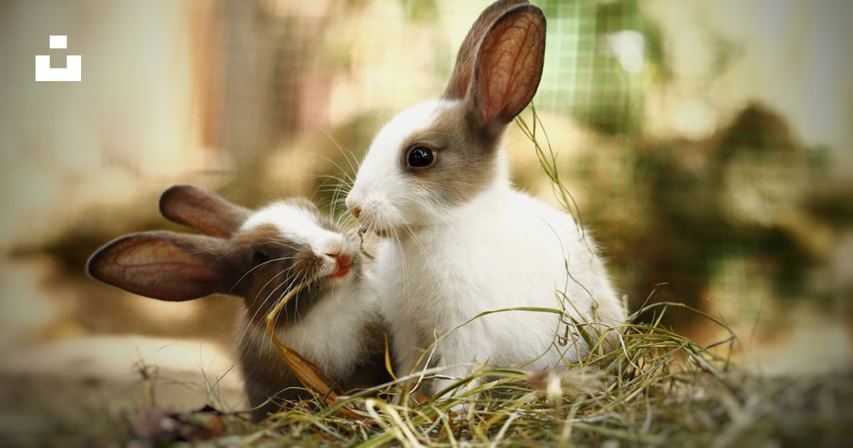 A couple of rabbits sitting next to each other photo – Free Seithur ...