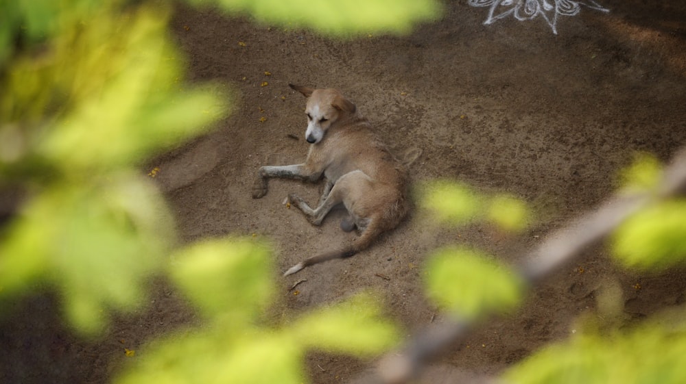 a dog is laying down in the dirt