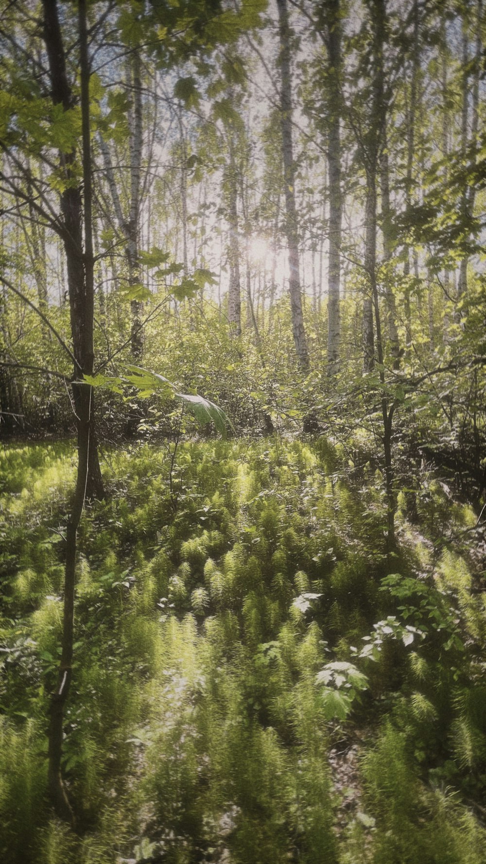 a forest filled with lots of trees and grass