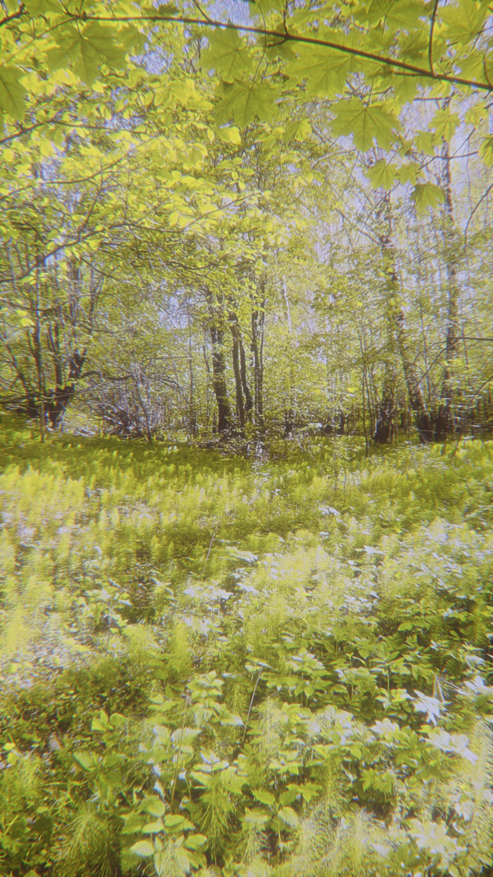 a blurry photo of a field with trees and grass
