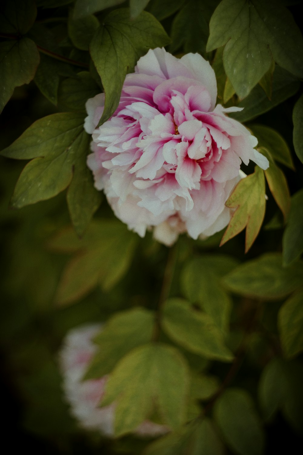 a pink flower with green leaves around it