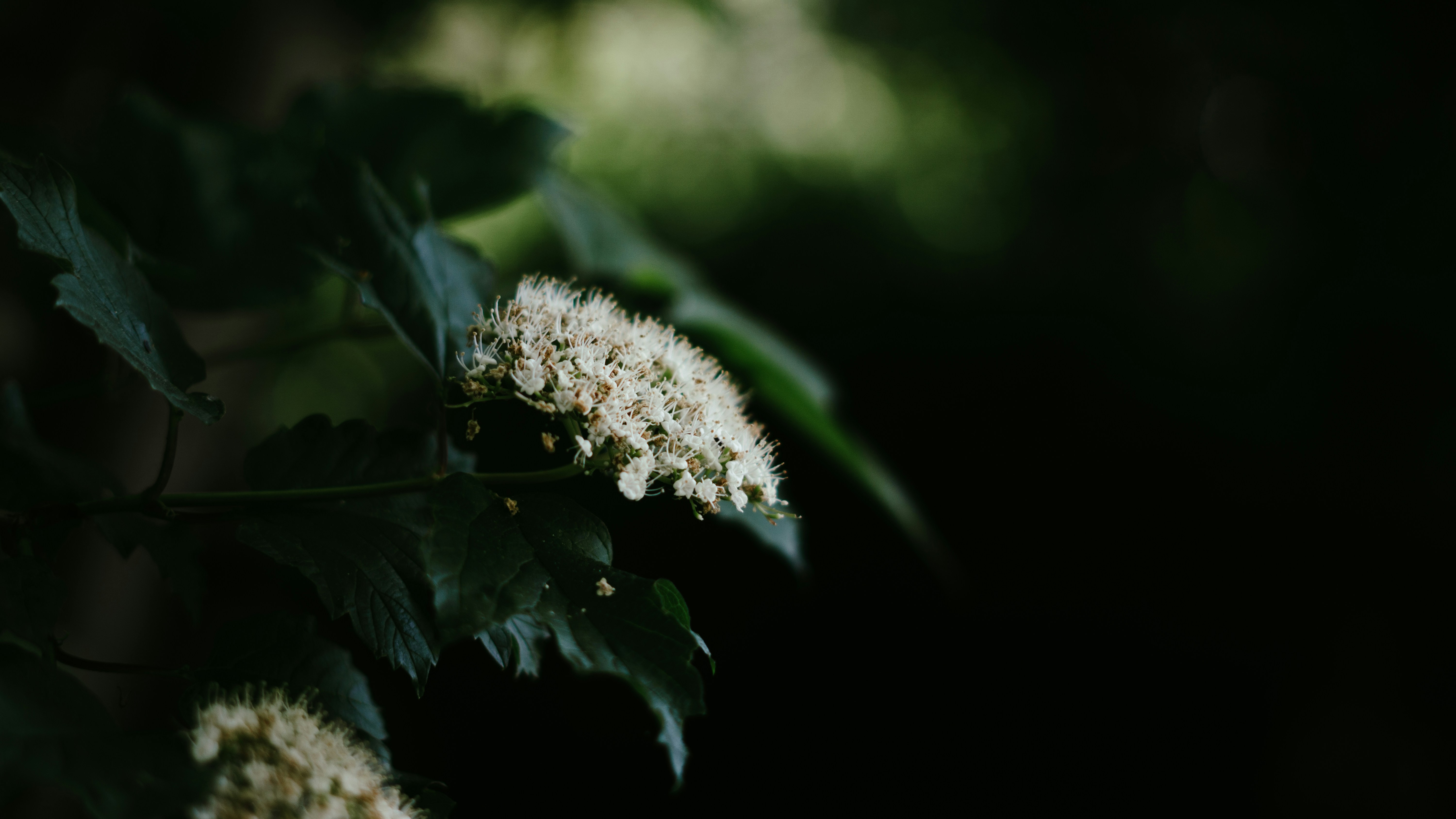 a close up of a white flower on a tree