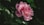a pink flower with green leaves in the background