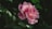 a pink flower with green leaves in the background