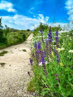 Volunteers planting native flowers along a hiking path to support local wildlife.