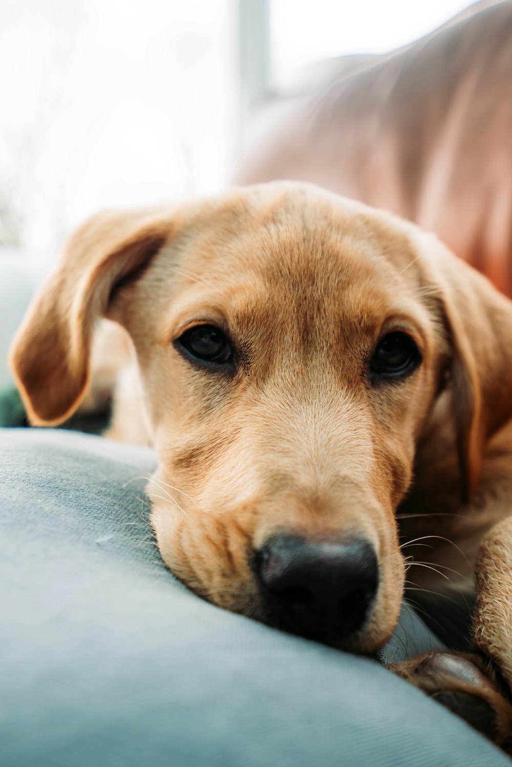 a close up of a dog laying on a couch