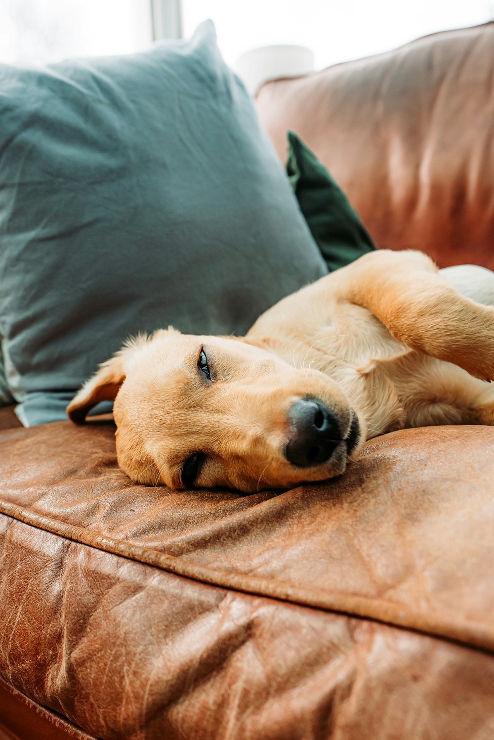 a brown dog laying on top of a brown couch