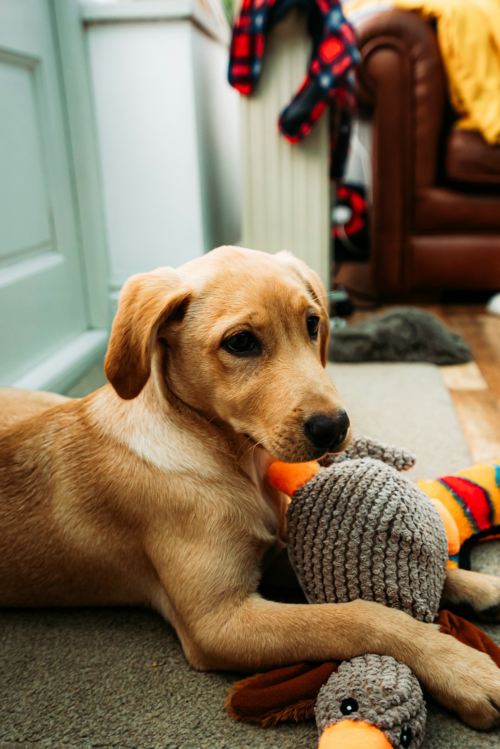 a dog laying on the floor chewing on a toy