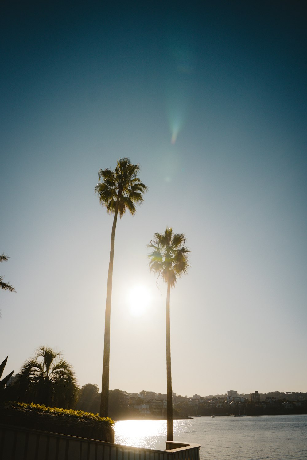 a couple of palm trees sitting next to a body of water