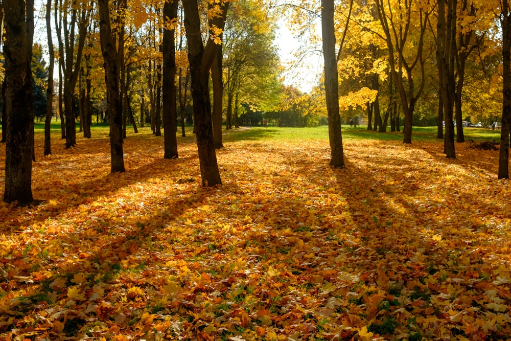 a park filled with lots of trees covered in leaves