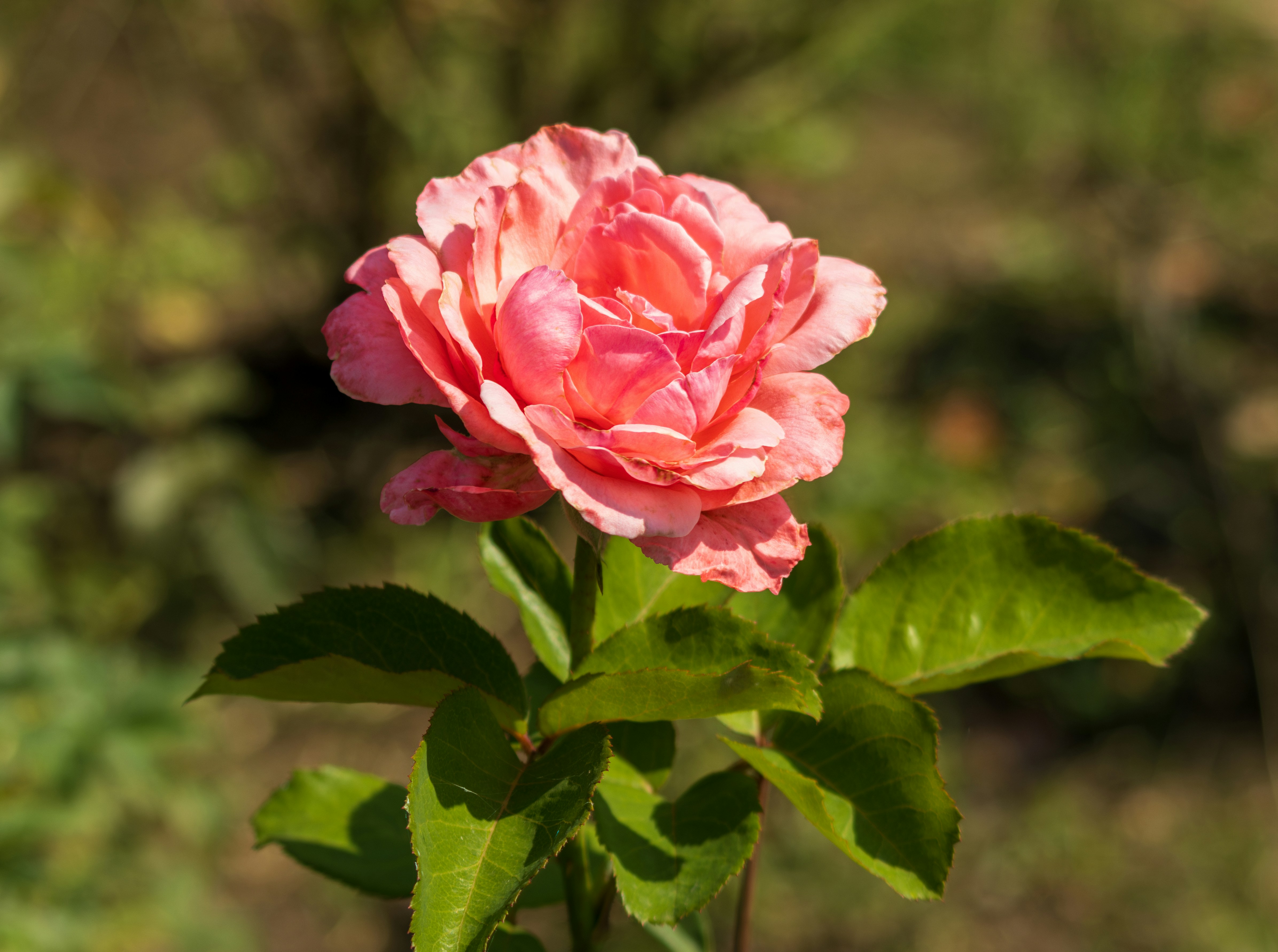 Photo by mechaowlstudios