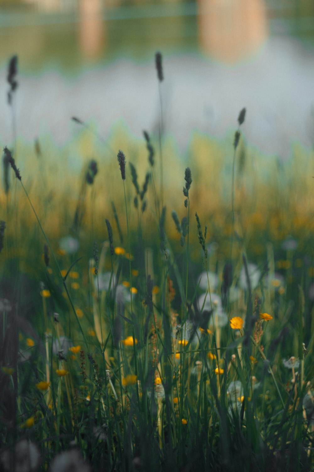 a field full of tall grass and yellow flowers