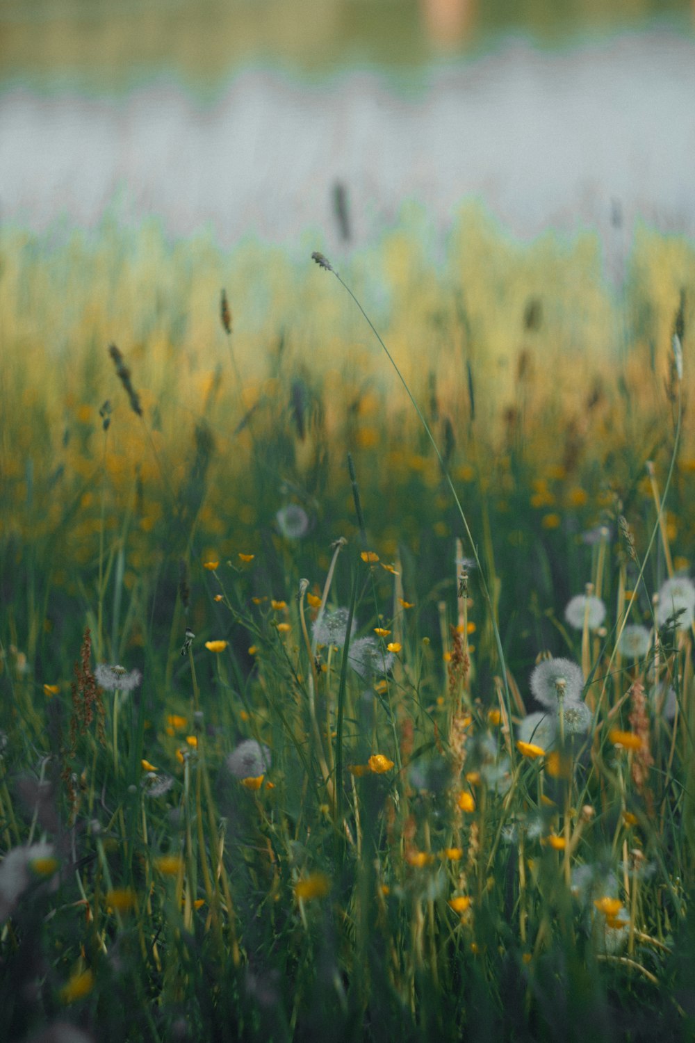 a field full of flowers and grass next to a body of water