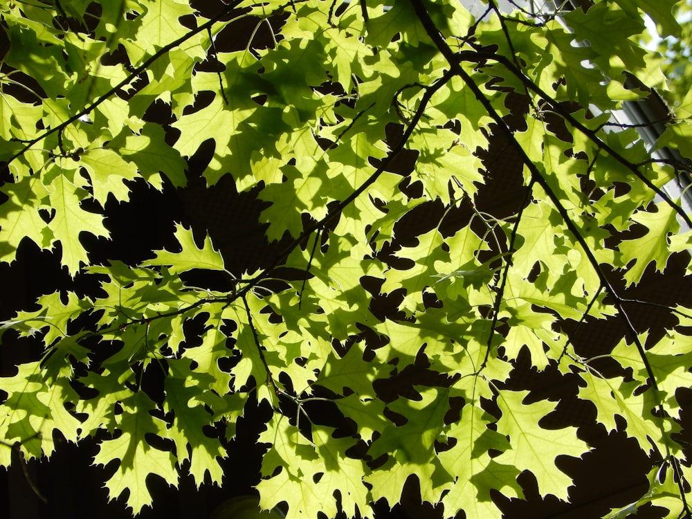 a close up of a green leafy tree