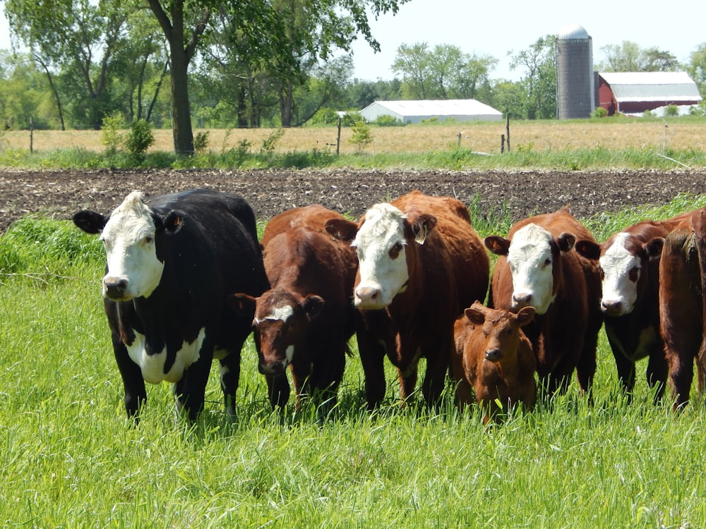 a herd of cows standing on top of a lush green field