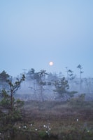 Mist rising over a peaceful garden at twilight with moonlight glow.