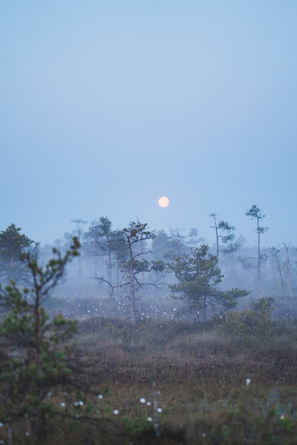 a foggy field with trees and a full moon in the distance