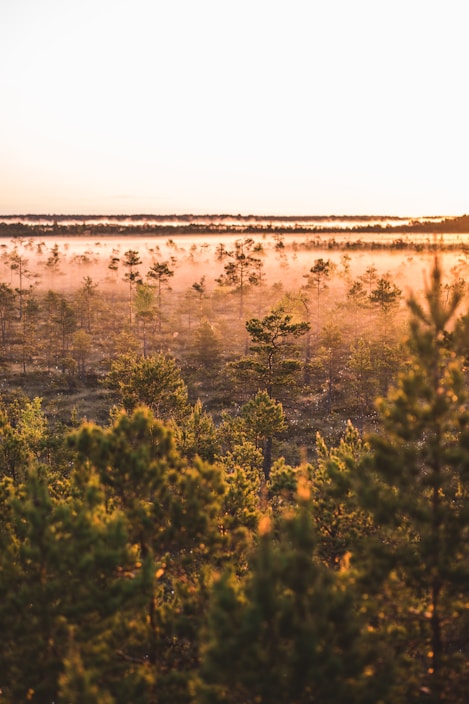 A serene landscape photo featuring a misty forest at dawn with soft golden light.