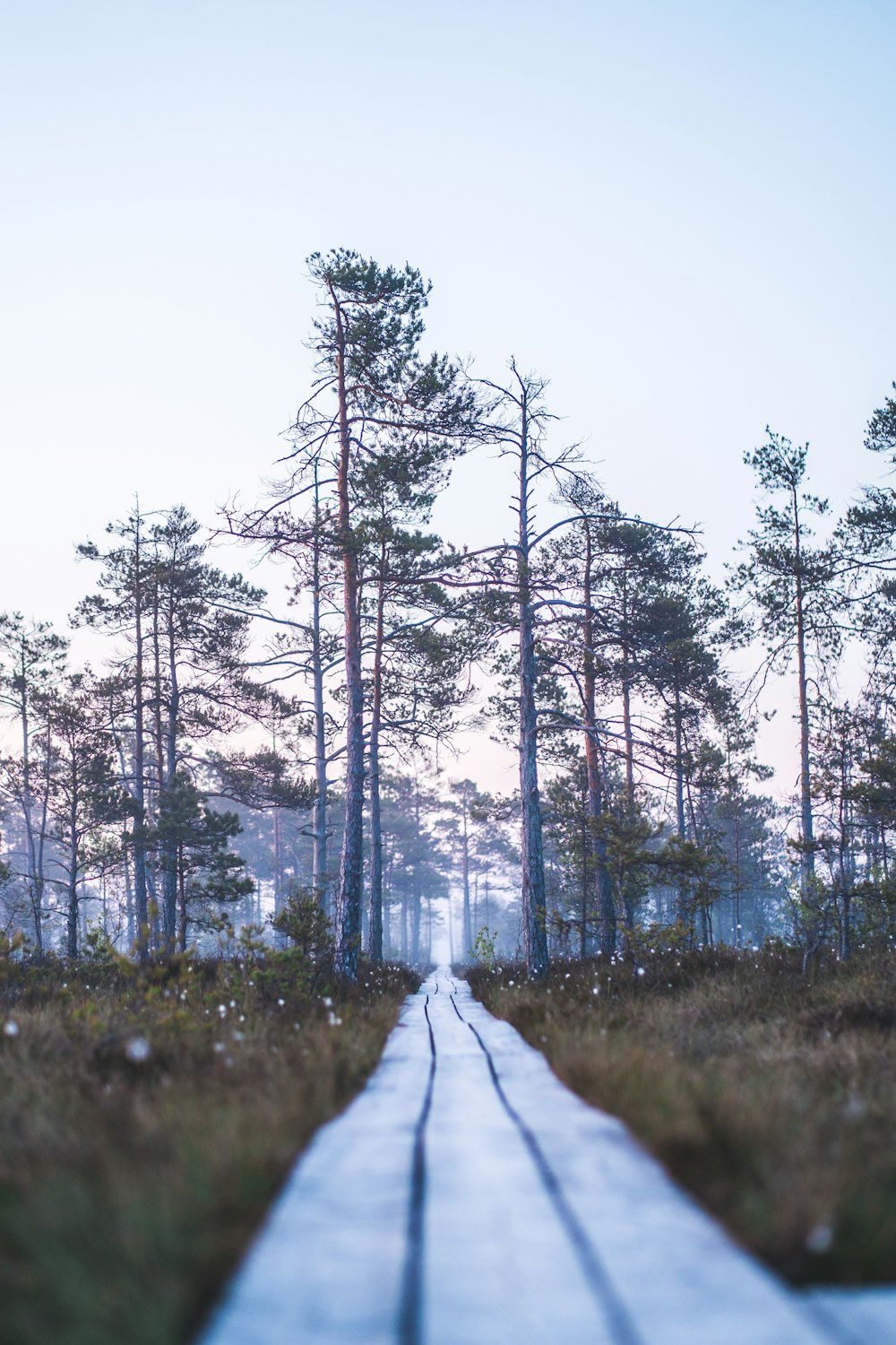 a wooden walkway in the middle of a forest