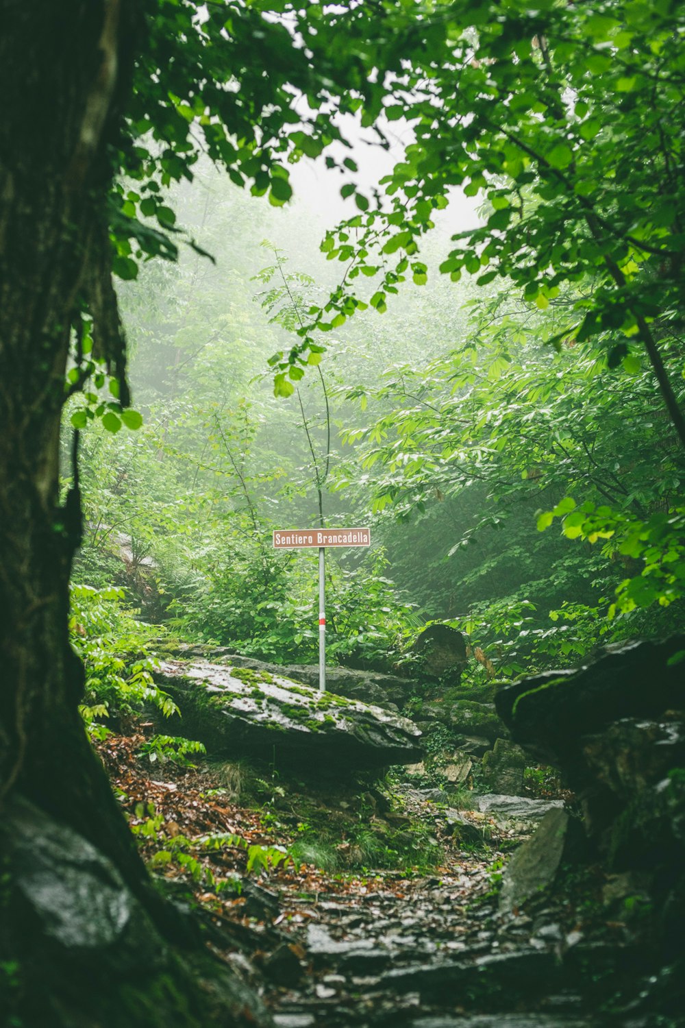 a road sign in the middle of a forest