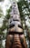 A tall, intricately carved totem pole standing amidst a dense forest of tall trees. The totem pole features various animal and human figures, with distinct facial features and body posture, meticulously carved into the wood. The trees in the background are lush and densely packed, adding a natural, serene atmosphere.