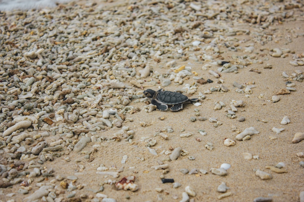 a baby turtle crawling on the sand of a beach