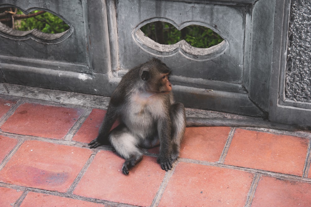 a monkey sitting on the ground next to a door