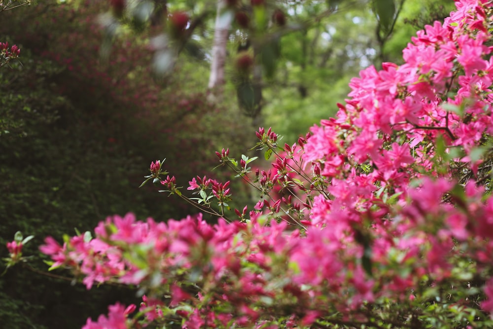 um ramo de flores cor-de-rosa que estão em um arbusto