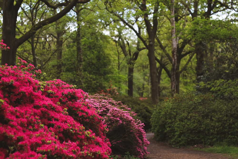 a path in a park with lots of flowers