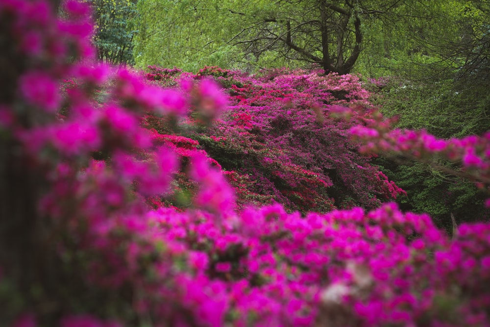 a lush green forest filled with purple flowers