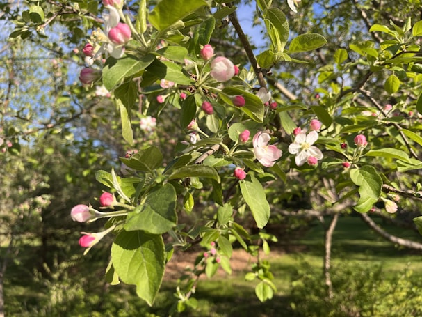 Branches of a tree with vibrant green leaves and clusters of small pink and white blossoms. Sunlight filters through the leaves and flowers, creating a warm, natural glow. The background features more greenery and a clear blue sky, giving it a serene and bright atmosphere.