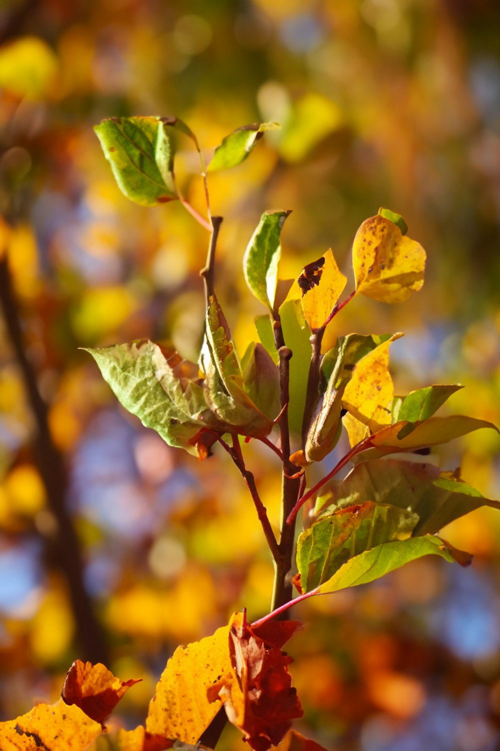 a close up of a tree with leaves