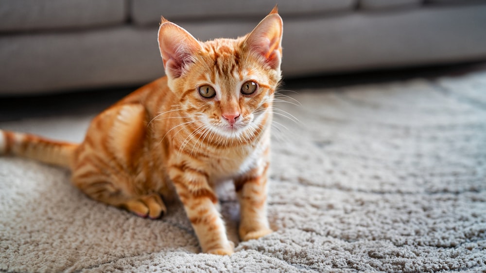 a cat sitting on a carpet in front of a couch