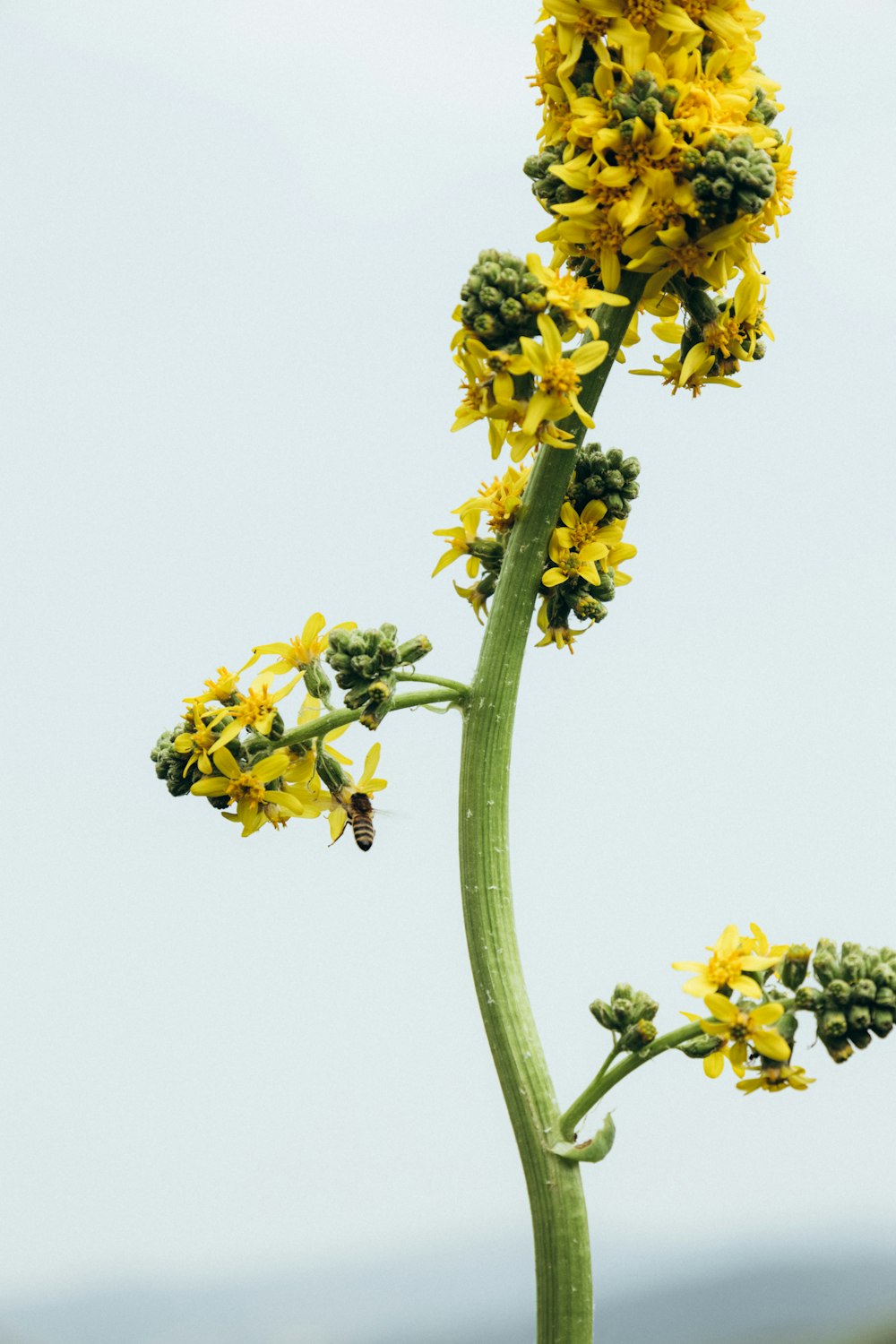 a plant with yellow flowers in the middle of a field