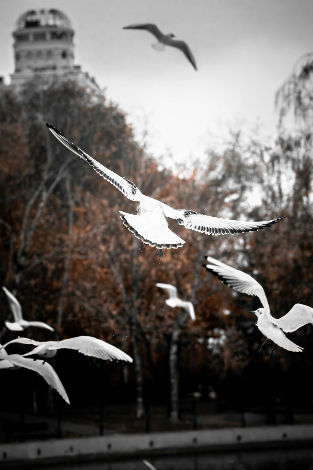 a flock of birds flying over a park