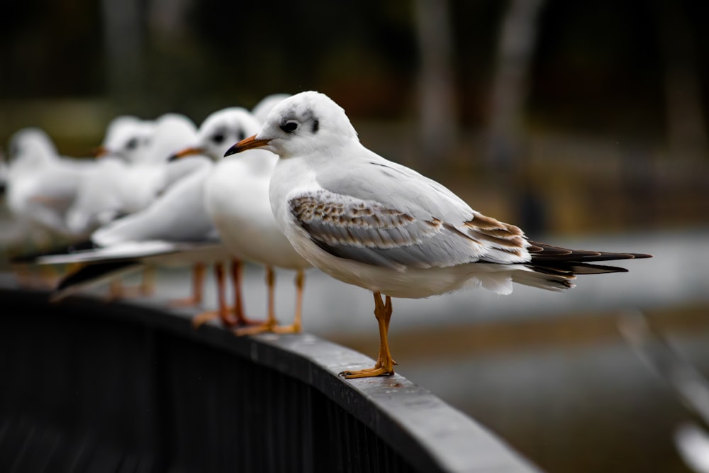 a group of seagulls are standing on a rail