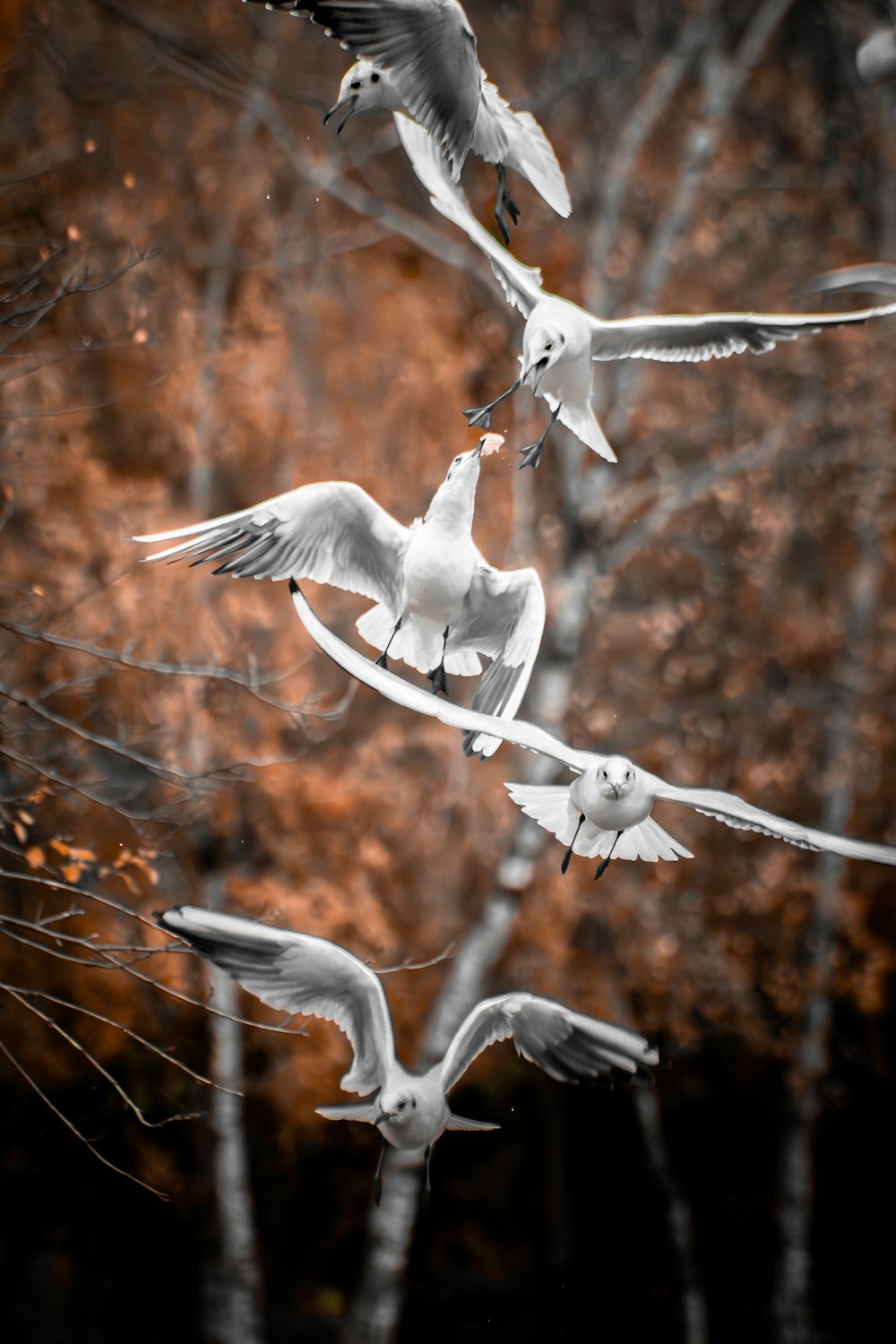 a flock of birds flying over a forest