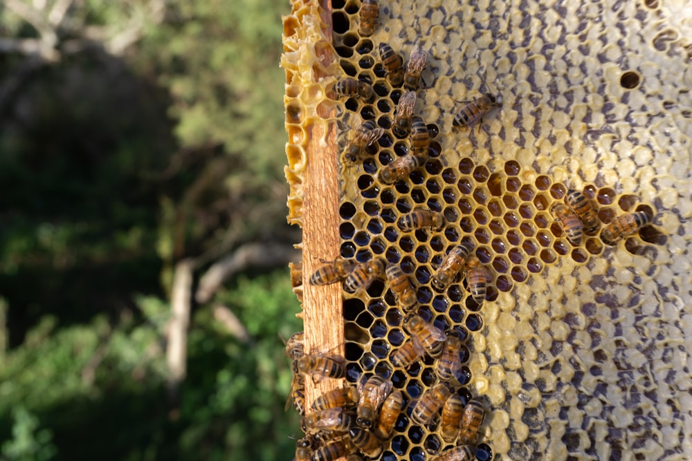a close up of a beehive with lots of bees on it