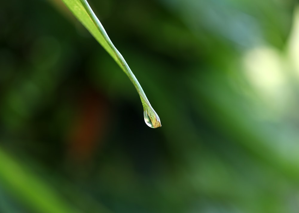 a drop of water on a green leaf