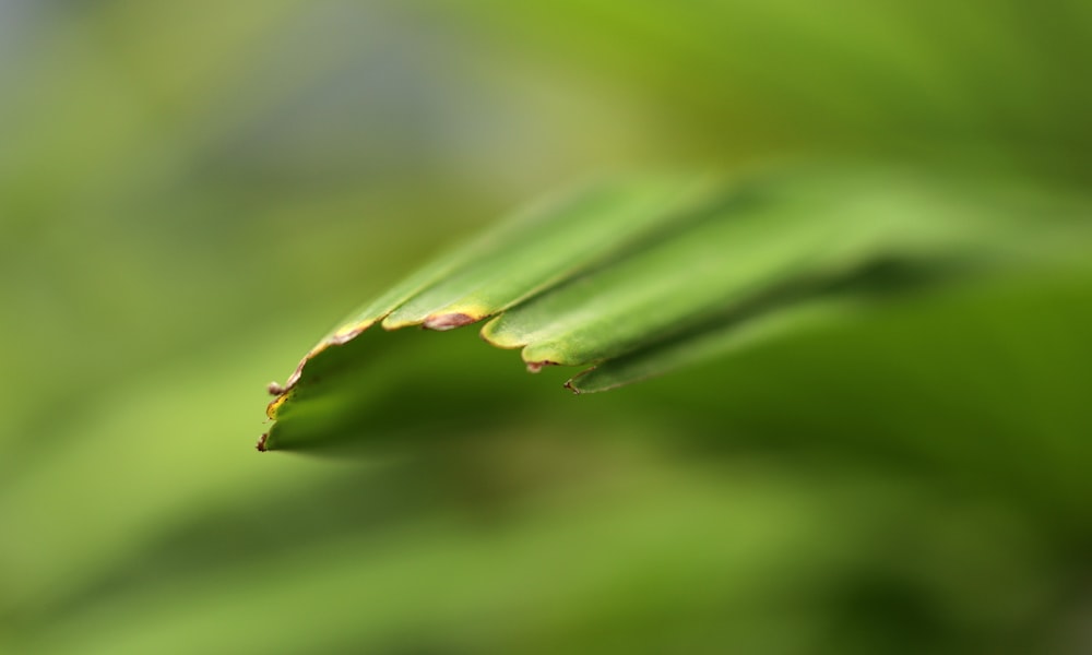 a close up of a green leaf with a blurry background