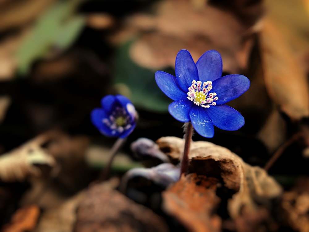 Un primer plano de una flor azul en el suelo