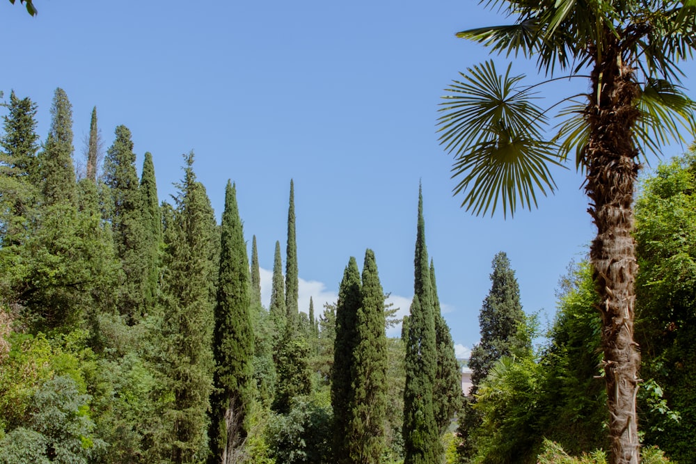 a row of trees in the middle of a forest