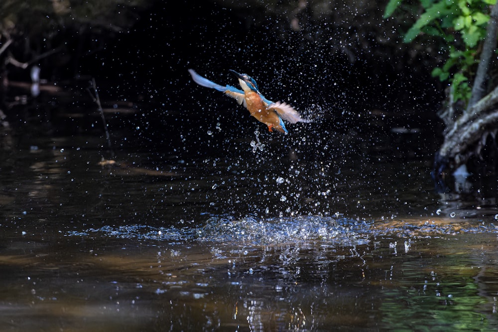 a bird flying over a body of water