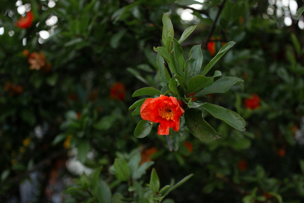 a close up of a flower on a tree