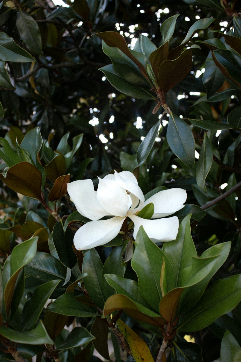 a close up of a white flower on a tree