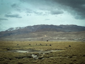 A vast, open landscape featuring a rugged mountain range under a cloudy sky. In the foreground, several cows graze on sparse, scrubby vegetation near small patches of water. The atmosphere is one of quiet and solitude, with subdued, earthy tones dominating the scene.
